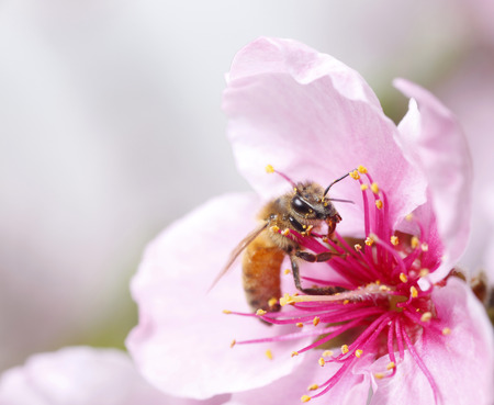 The bee collect nectar on the peach blossomの写真素材