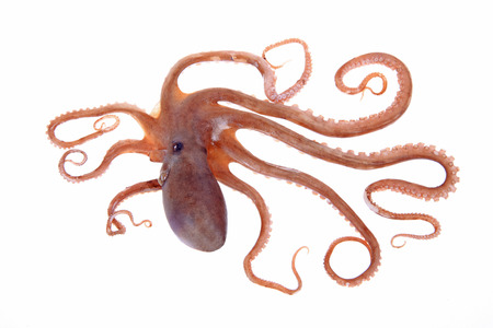 octopusの写真素材