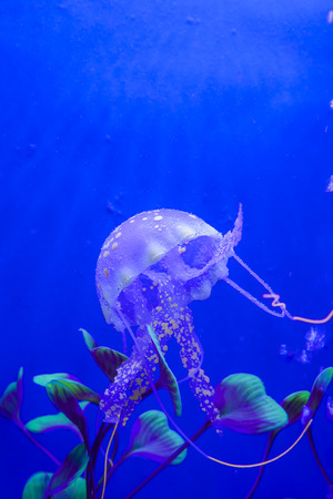 Jellyfishの写真素材