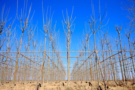 Young trees