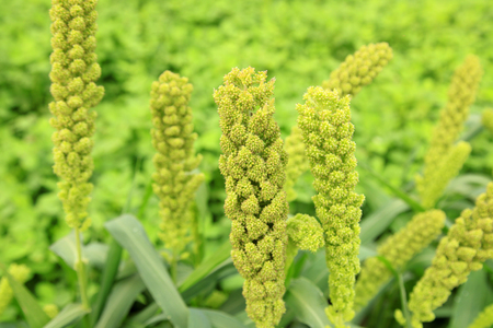 foxtail milletの写真素材