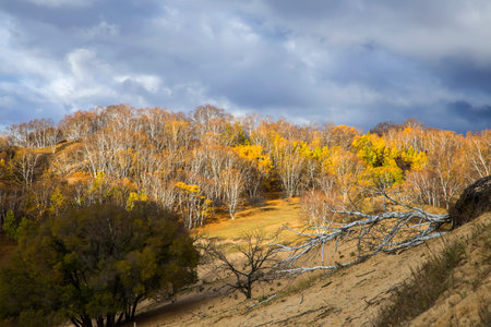 Birch trees in the autumn