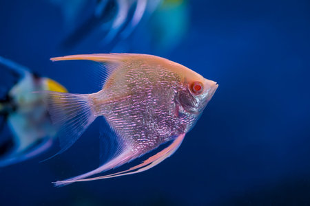 Tropical fish