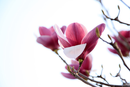 Yulan Magnolia flowerの写真素材