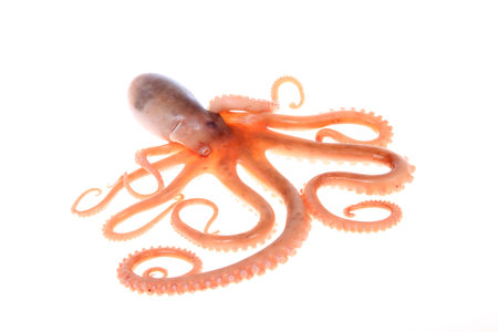 octopus on white backgroundの写真素材