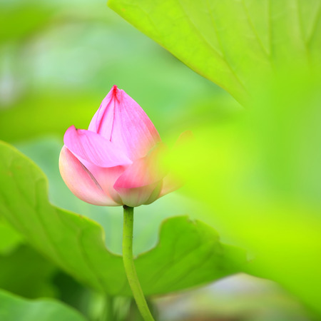 lotus close up viewの写真素材