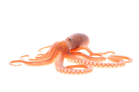 octopus on white backgroundの写真素材