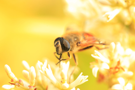 Close up view of a bee on a flowerの写真素材