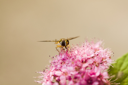 Close up view of a bee on a flowerの写真素材