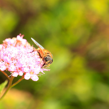 Close up view of a bee on a flower