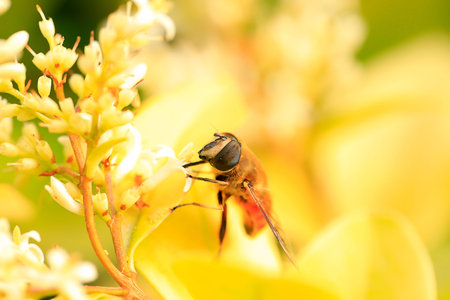 Close up view of a bee on a flower