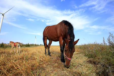 The horses in the grasslands of autumnの写真素材
