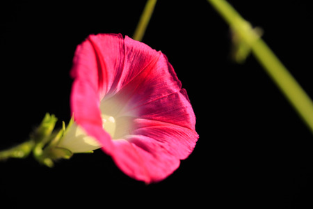Morning glory close up viewの写真素材