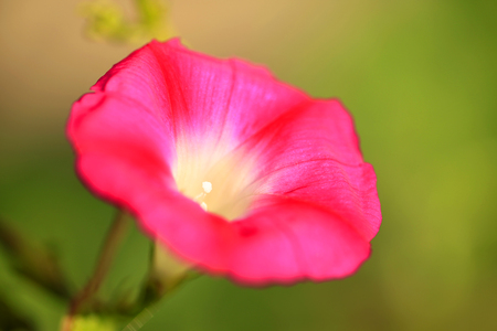 Morning glory close up viewの写真素材