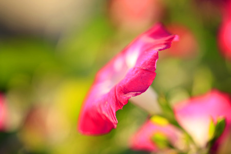 Morning glory close up viewの写真素材