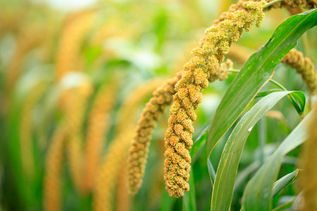 foxtail milletの写真素材