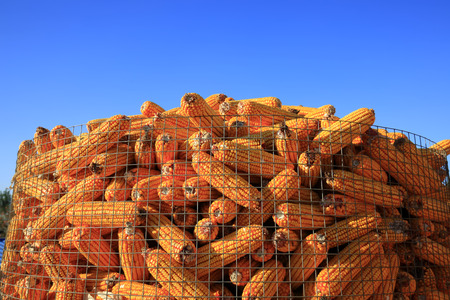 The corn crop, stacked togetherの写真素材