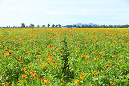 Daisy and gerbera landscape viewの写真素材