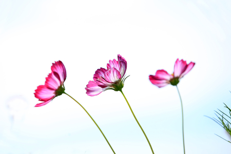 Sims azalea close up view under the blue skyの写真素材