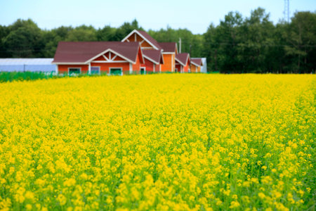 Rape flower in a field landscape viewのeditorial素材