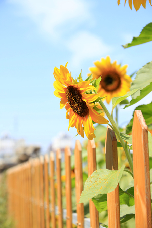 Sunflowers under the blue skyの写真素材