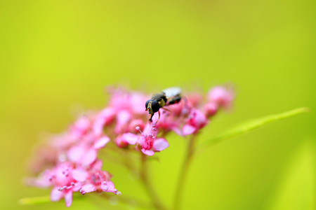 Close up view of a fly on the flowerの写真素材