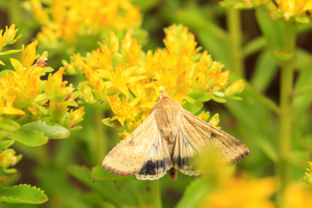 A moth, close-upの写真素材