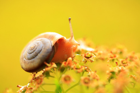 A snail, close-upの写真素材