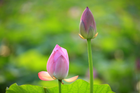 Lotus flowerの写真素材
