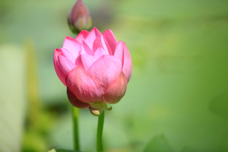 Lotus flowerの写真素材