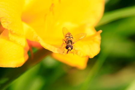 Bee on yellow flower
