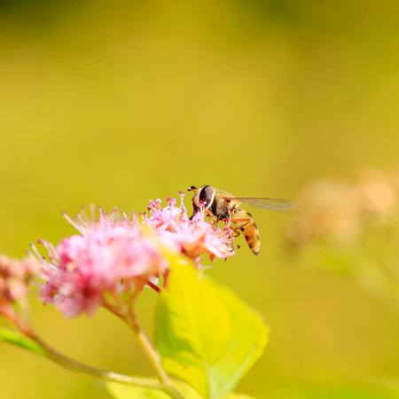 Bee on flower
