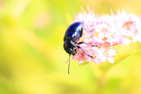 Chrysochus chinensisの写真素材