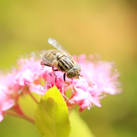 Fly on flower