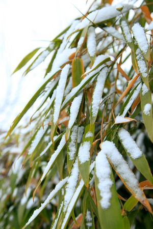Details of bamboo leaves in winter with snowの写真素材