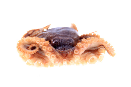 octopus on white backgroundの写真素材
