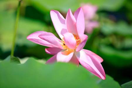 The lotus is opening in summerのeditorial素材