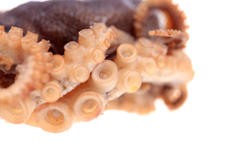 octopus on white backgroundの写真素材