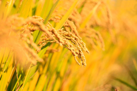 Rice paddies, rice growingの写真素材