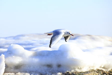 seagull flying above the seaの写真素材