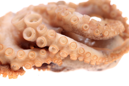 octopus on white backgroundの写真素材