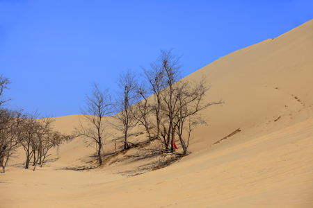 The trees in the desertの写真素材