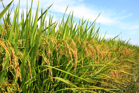 paddy field