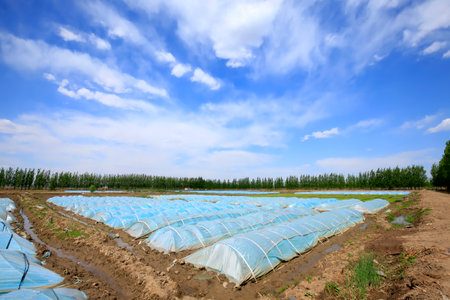 The rice seedling in The greenhouse, grew wellのeditorial素材