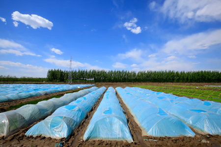 The rice seedling in The greenhouse, grew wellのeditorial素材