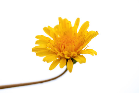 Dandelion flowers are bloomingの写真素材