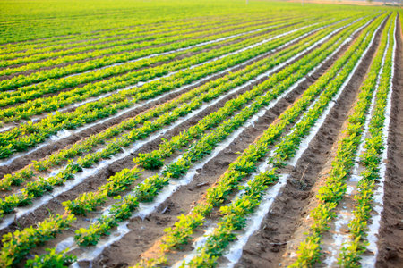 Peanuts in the field, lush growth