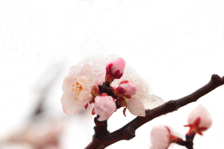 Apricot blossom in spring, white background.の写真素材
