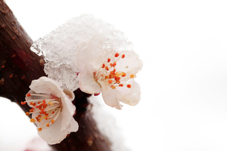 Apricot blossom in spring, white background.の写真素材