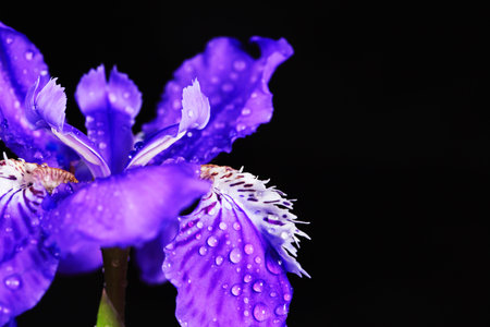 Purple iris blossom on a black background